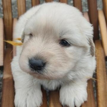 ゴールデンレトリバー【兵庫県・女の子・2022年5月18日・ゴールド】の写真「両親8項目遺伝子検査クリア・優良血統・人懐こい性格」