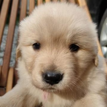 ゴールデンレトリバー【兵庫県・女の子・2022年5月18日・ゴールド】の写真「両親8項目遺伝子検査クリア・優良血統・ほんわか桃子」