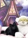 ポメラニアン【和歌山県・女の子・2024年11月28日・ブラック】の写真2