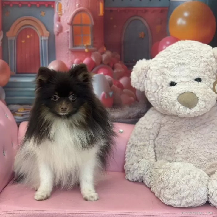 ID:2405-02006の子犬