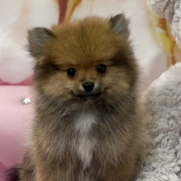 ポメラニアン【和歌山県・女の子・2025年3月4日・オレンジセーブル】の写真「小ぶりなたぬき顔　超可愛くなります」
