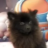 ポメラニアン