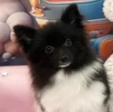ポメラニアン