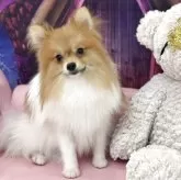 ポメラニアン