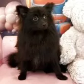 ポメラニアン