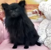 ポメラニアン
