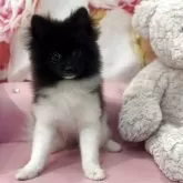 ポメラニアン