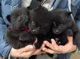 ポメラニアン【和歌山県・女の子・2024年11月28日・ブラック】の写真11「センターが本犬」