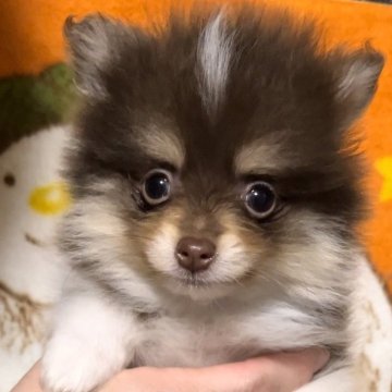 ポメラニアン【和歌山県・男の子・2023年11月13日・チョコタン&ホワイト】の写真「超レアカラーのイケメン君です」