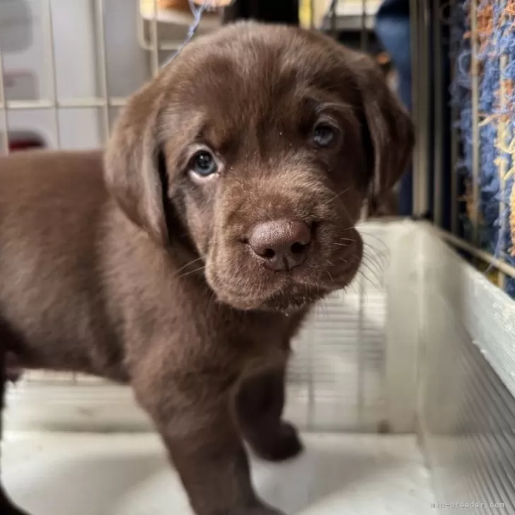 ID：2511-02127の子犬