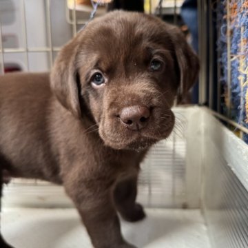 ラブラドールレトリバー【大阪府・男の子・2025年10月5日・チョコレート】の写真「コロンコロンで落ち着いた男の子♡」