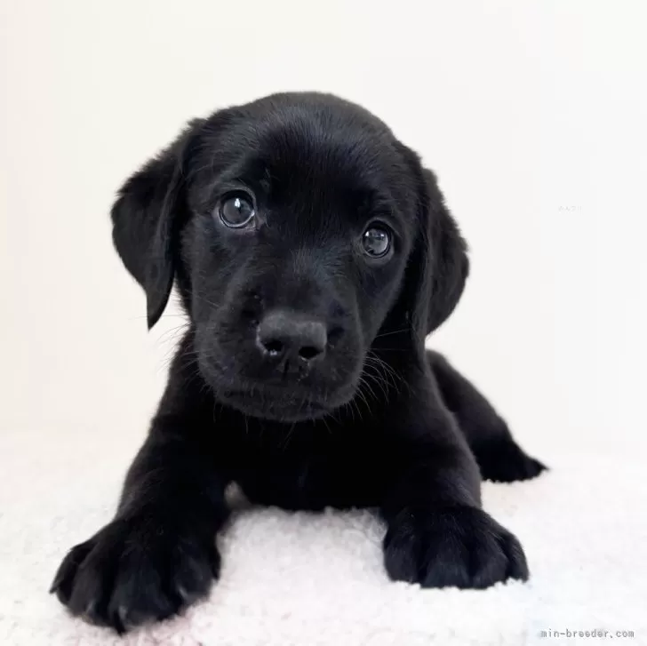 ID：2408-00907の子犬
