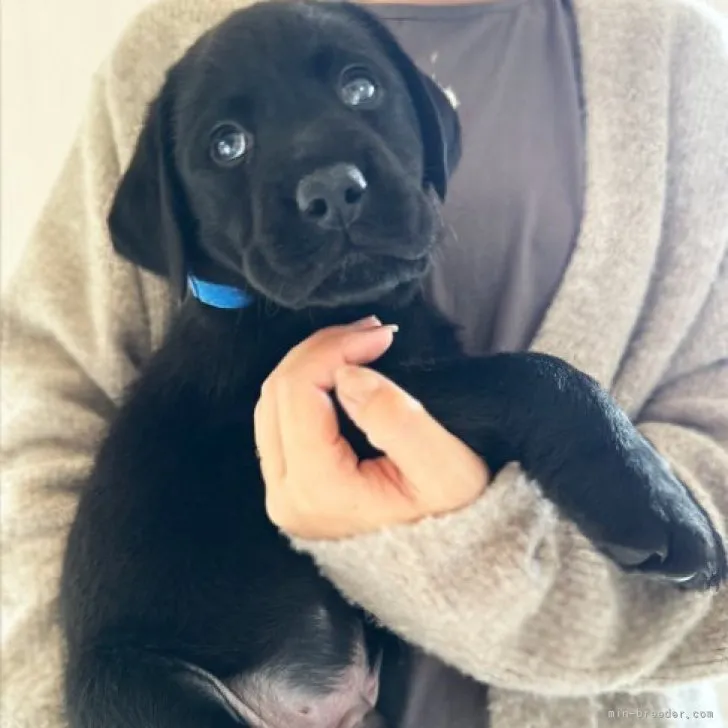 ID：2310-06140の子犬