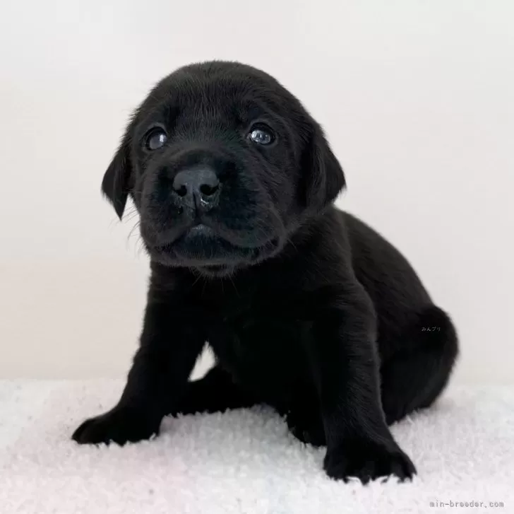 ID:2406-02578の子犬