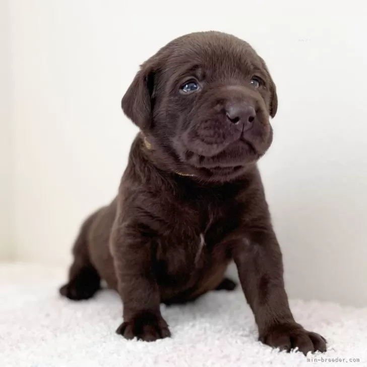 ID:2404-02166の子犬
