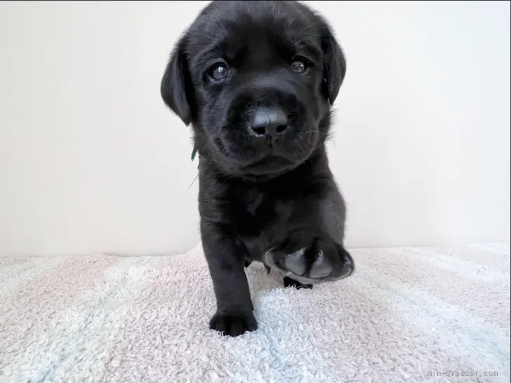 ID:2204-00755の子犬