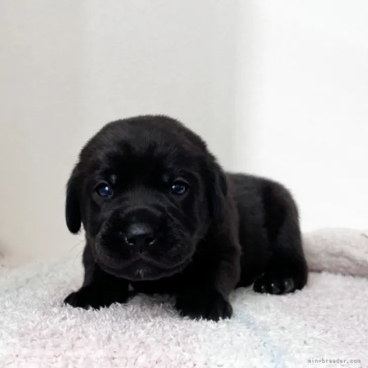 チーズサトゴン 様のお迎えした子犬