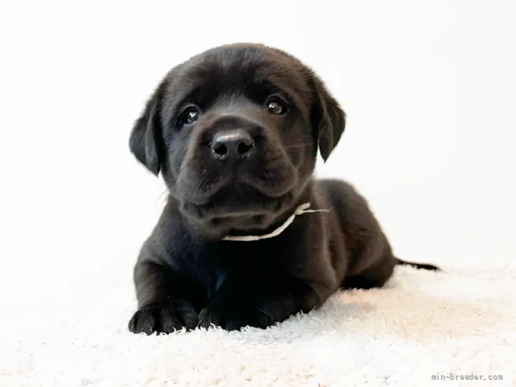 K 様のお迎えした子犬