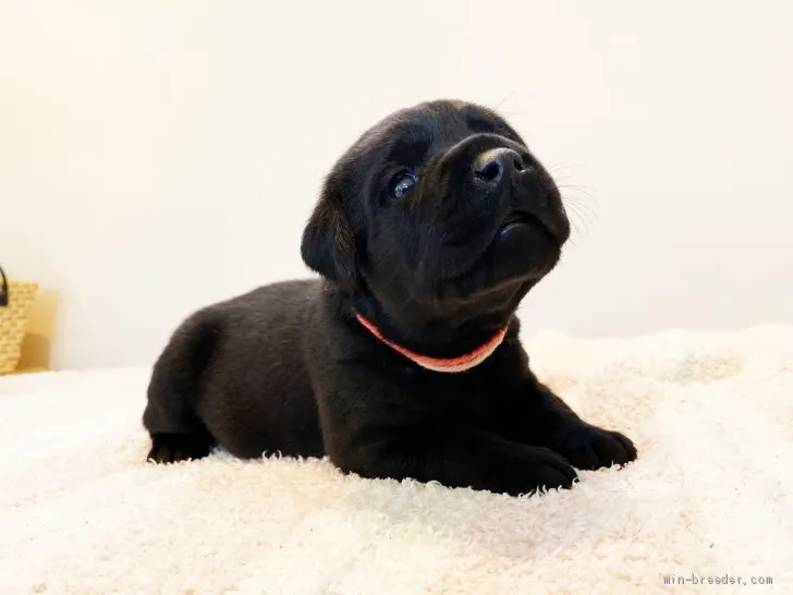 ID:2104-00275の子犬