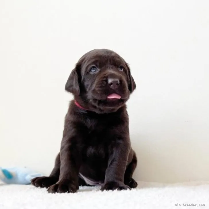 ID:2309-00632の子犬