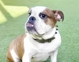 ブルドッグ【埼玉県・女の子・2025年1月14日・レッド&ホワイト】の写真5