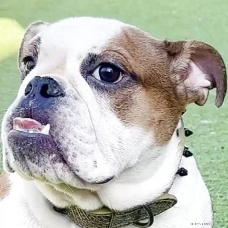 ブルドッグ【埼玉県・女の子・2025年1月14日・レッド&amp;ホワイト】の写真1「男の子に負けない元気な女の子ですが、大人しくトイレトレーニングもＯＫ！」