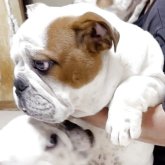 ブルドッグ