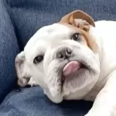 ブルドッグ