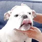 ブルドッグ