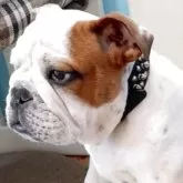 ブルドッグ