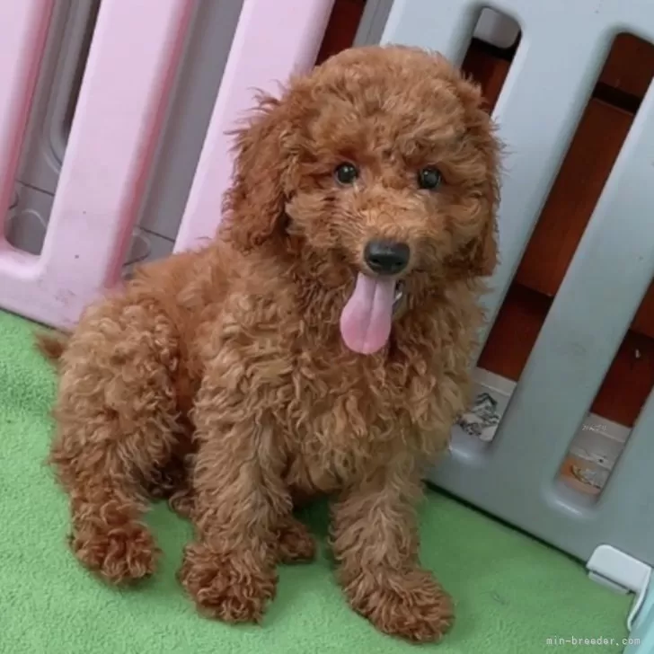 ID:2406-07335の子犬