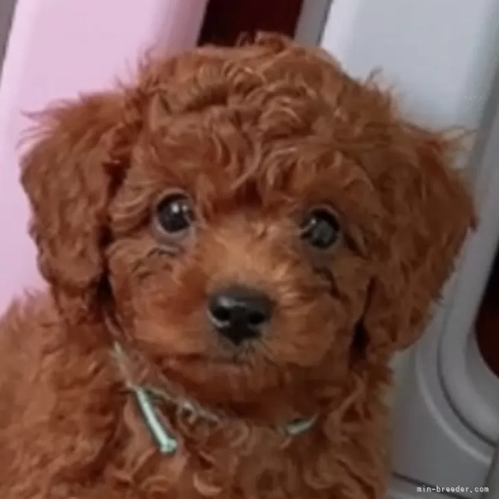 ID：2406-07333の子犬