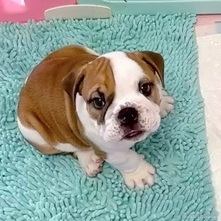 ID：2308-02747の子犬
