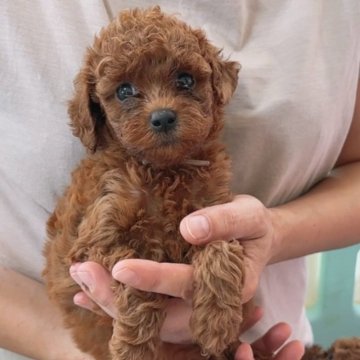 トイプードル(トイ)【埼玉県・女の子・2024年5月17日・レッド】の写真「お目目がクリクリ、マズルも短め可愛いお顔です！」