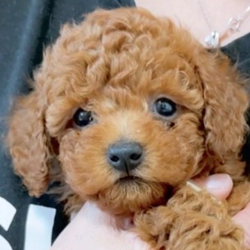 トイプードル(タイニー)【埼玉県・男の子・2024年2月20日・レッド】の写真「お目目がクリクリ、マズルも短め可愛いお顔です！」