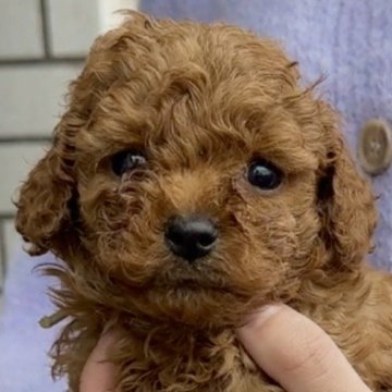 トイプードル(タイニー)【埼玉県・男の子・2024年2月20日・レッド】の写真「お目目がクリクリ、マズルも短め可愛いお顔です！」