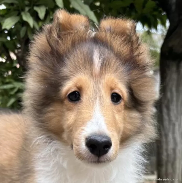 ID：2408-02871の子犬