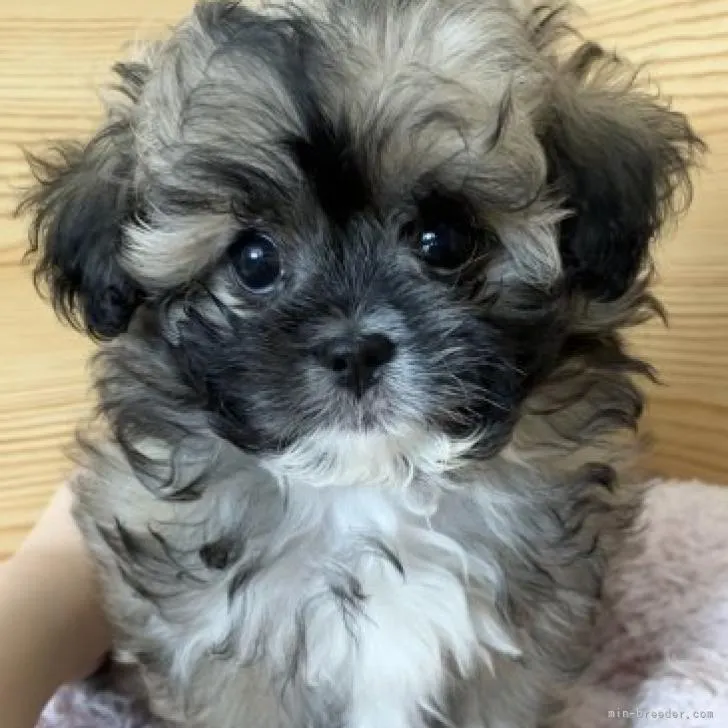 ID:2211-01804の子犬