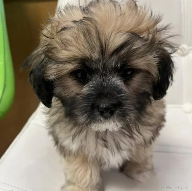 ID:2211-02740の子犬