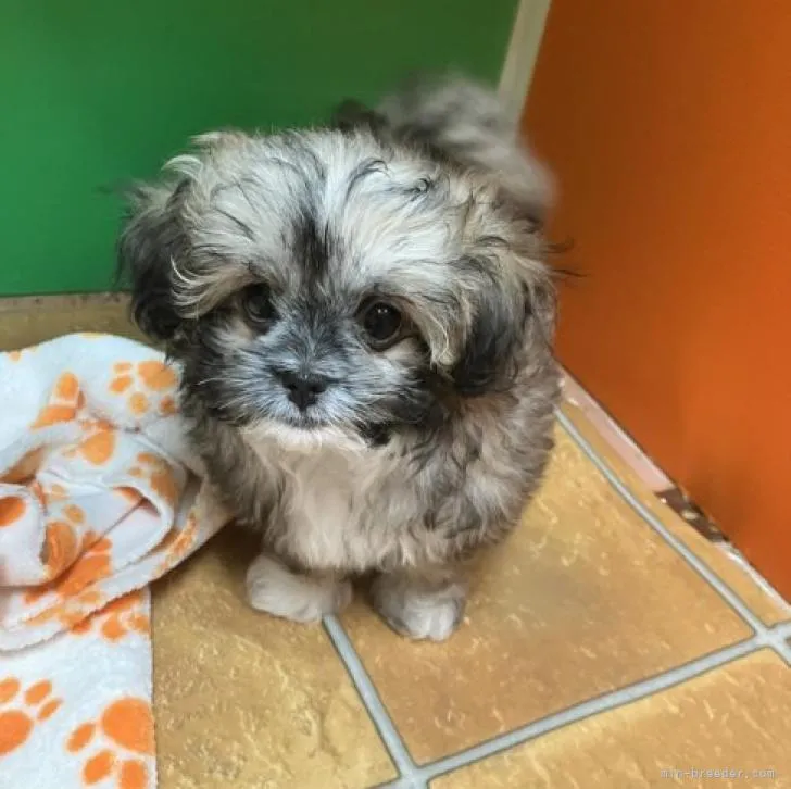 ID：2211-02741の子犬