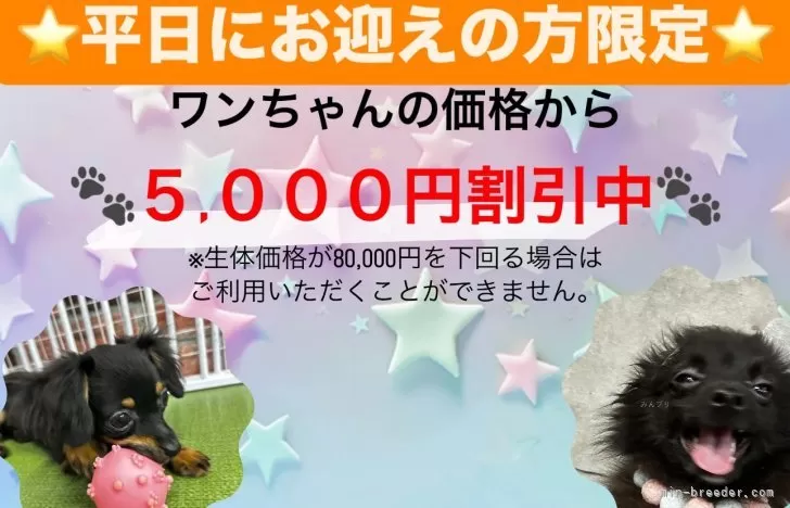 チワワの子犬出産！ブリーダーズショップ(名古屋市)販売(愛知県