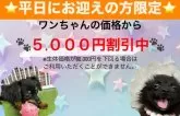 トイプードル(トイ)【東京都・男の子・2025年3月29日・レッド】の写真10「平日にワンちゃんをお迎えの方に限り、生体価格を5,000円お値引きいたします😊」