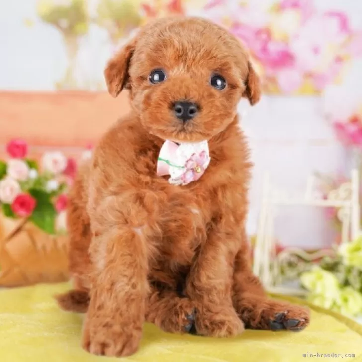 a*)様 トイプードル レッド トイプードル子犬販売レッド|愛知県名古屋市日進市のブリーダー