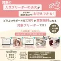 トイプードル(トイ)【東京都・女の子・2025年6月8日・アプリコット】の写真2「愛知＆広島エリア🐶先着100名様限定！どうぶつサポート料3万円が実質無料!!」