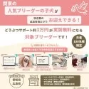 マルプー(マルチーズ×トイプードル)【東京都・女の子・2025年6月30日・アプリコット】の写真2「愛知＆広島エリア🐶先着100名様限定！どうぶつサポート料3万円が実質無料!!」