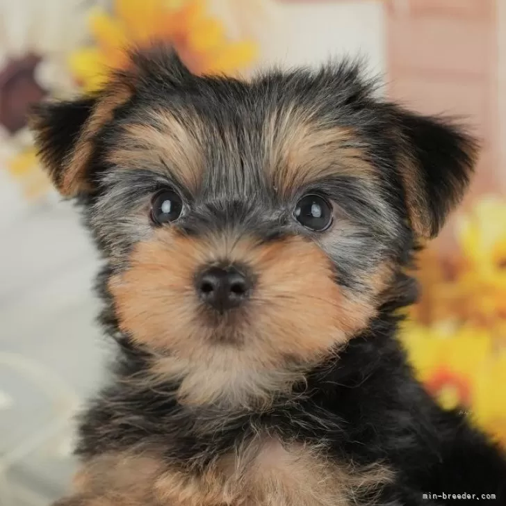 マルマル 様のお迎えした子犬