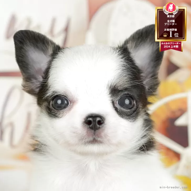 K.Y 様のお迎えした子犬