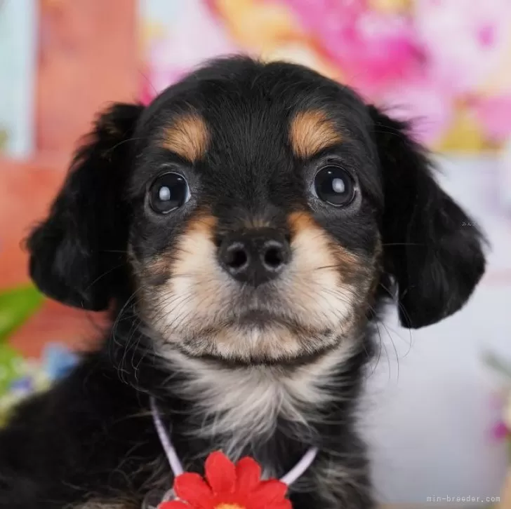 ID:2411-06954の子犬
