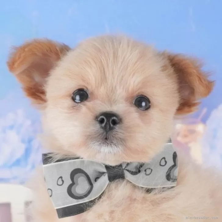 ポメプー(ポメラニアン×トイプードル)【東京都・男の子・2024年12月26日・クリーム】の写真1「✨️ワクチン、健康診断、マイクロチップ代含む総額表示✨️」