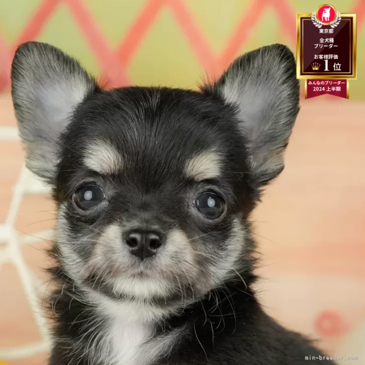 M.S 様のお迎えした子犬